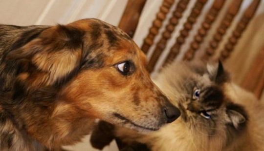 Conoce a Merlín, el gato que odia todo y a todos