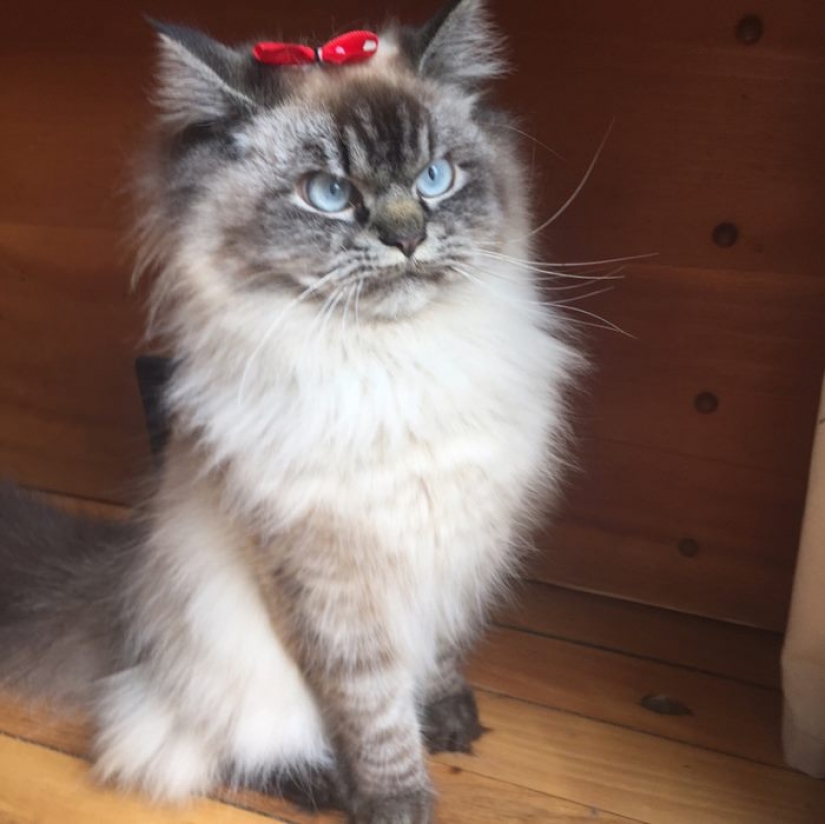 Conoce a Merlín, el gato que odia todo y a todos