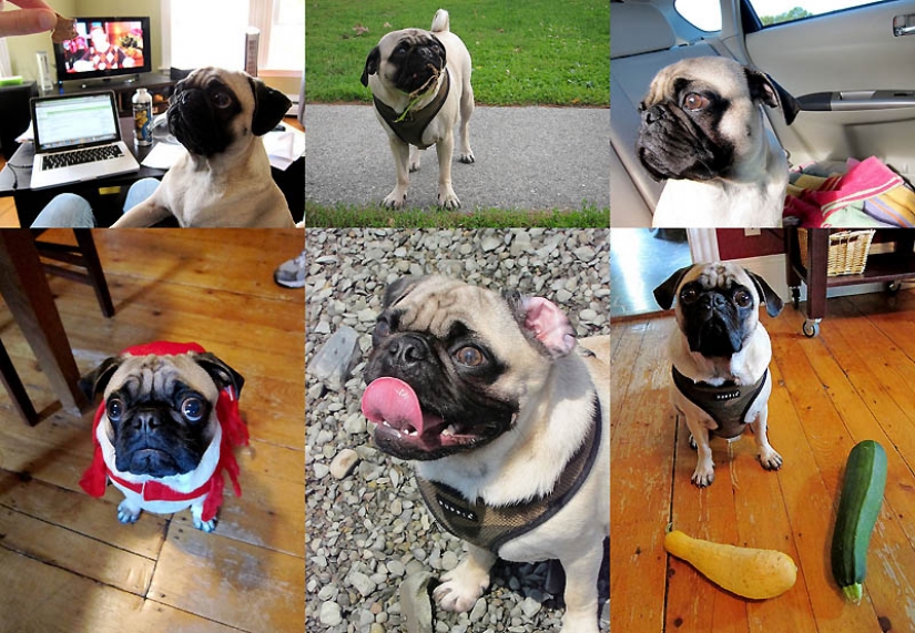 Consejos de vida de Murphy el perro