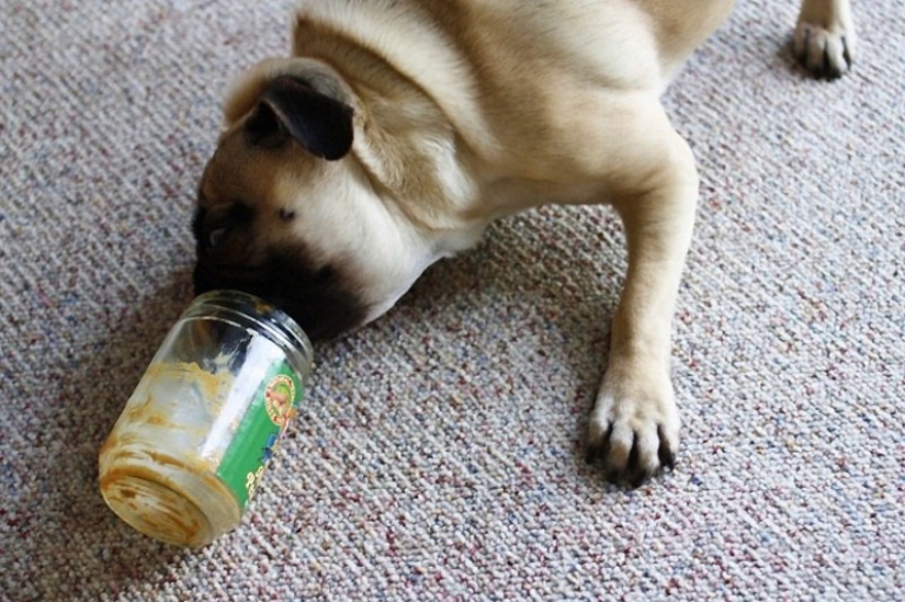 Consejos de vida de Murphy el perro