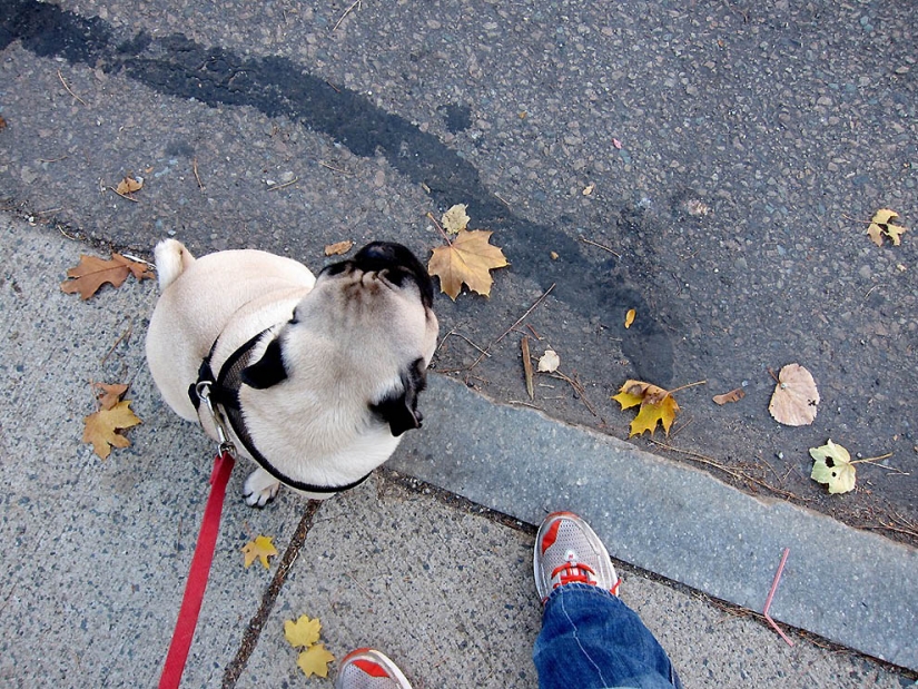 Consejos de vida de Murphy el perro