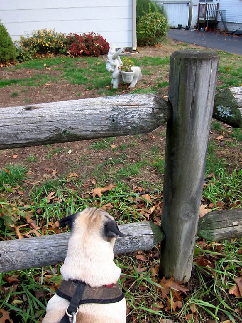 Consejos de vida de Murphy el perro