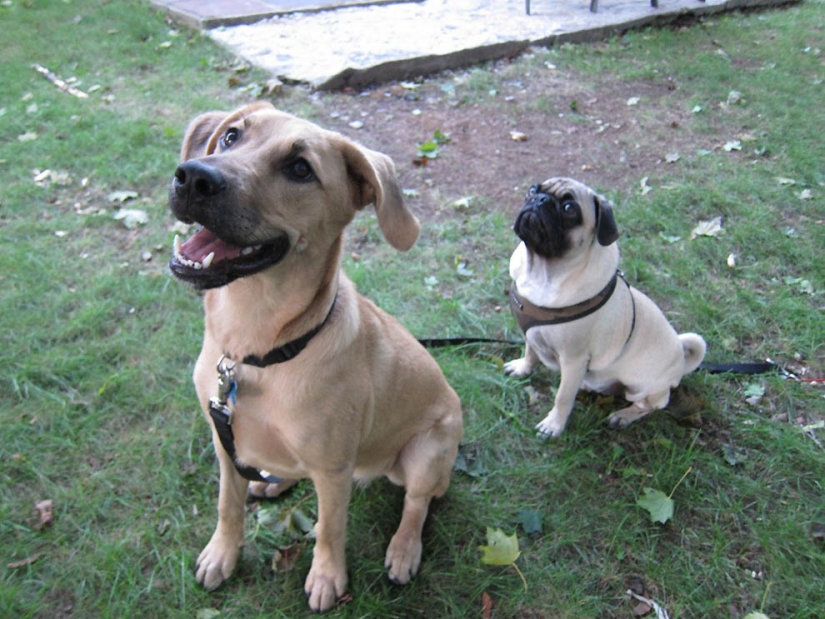 Consejos de vida de Murphy el perro