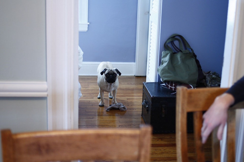 Consejos de vida de Murphy el perro