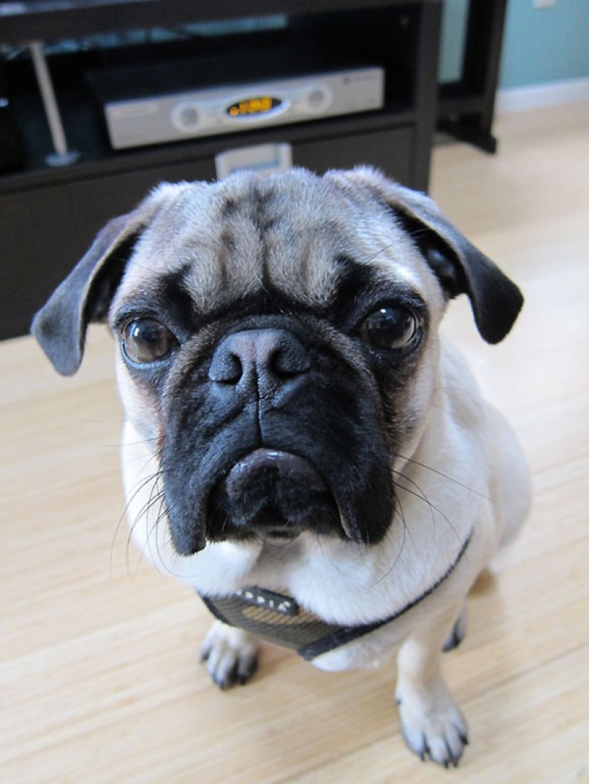 Consejos de vida de Murphy el perro