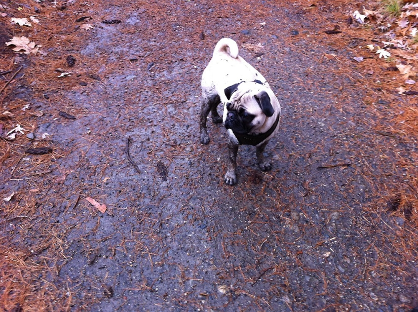 Consejos de vida de Murphy el perro