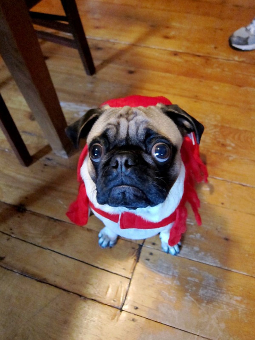 Consejos de vida de Murphy el perro