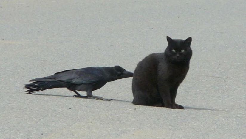 Crows Troll other animals, pulling their tails