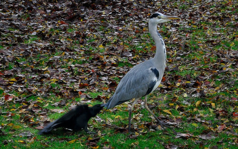 Crows Troll other animals, pulling their tails