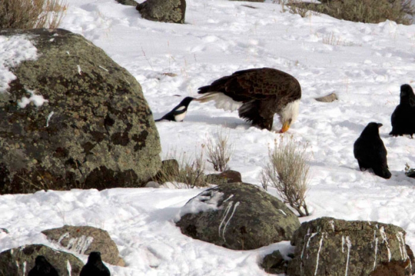 Crows Troll other animals, pulling their tails