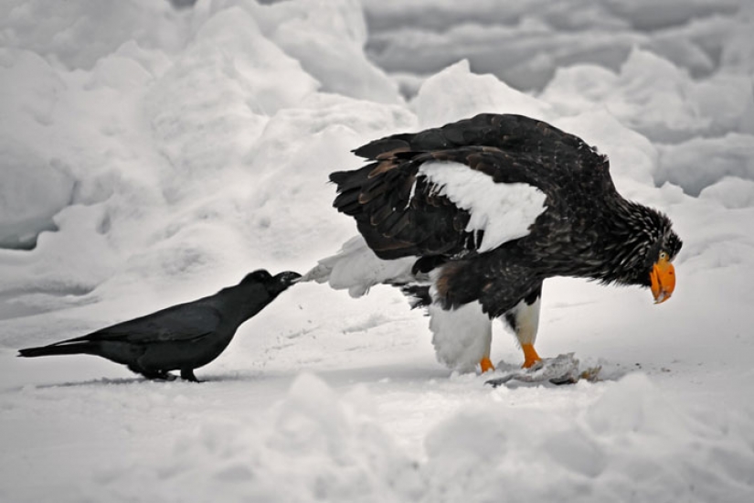 Crows Troll other animals, pulling their tails