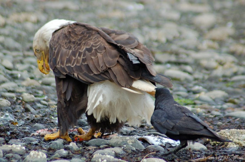 Crows Troll other animals, pulling their tails