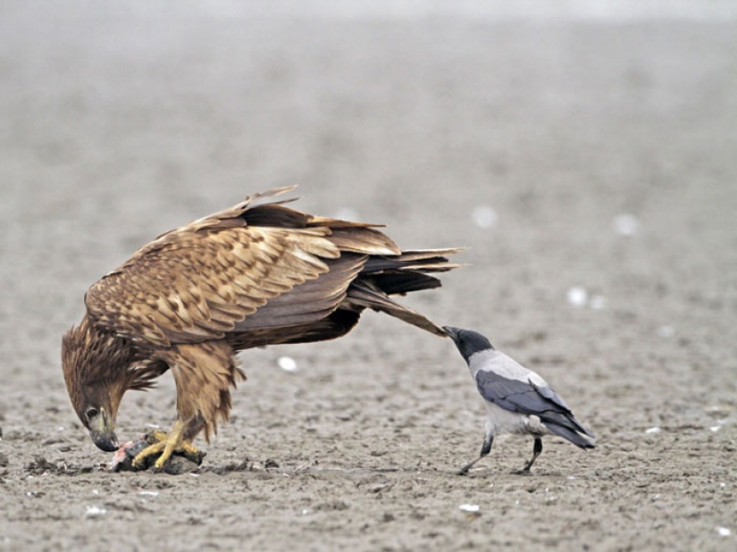 Crows Troll other animals, pulling their tails