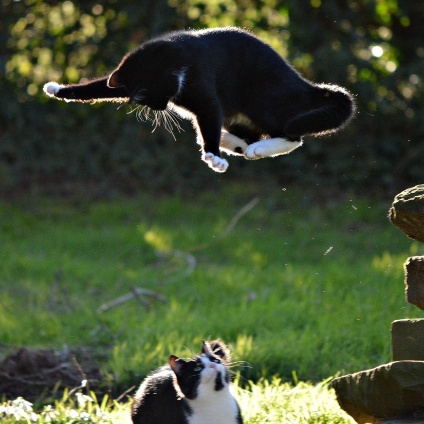 Cuando la sonrisa llega a la cola: finalistas del concurso de fotografía Comedy Pet Photography Awards