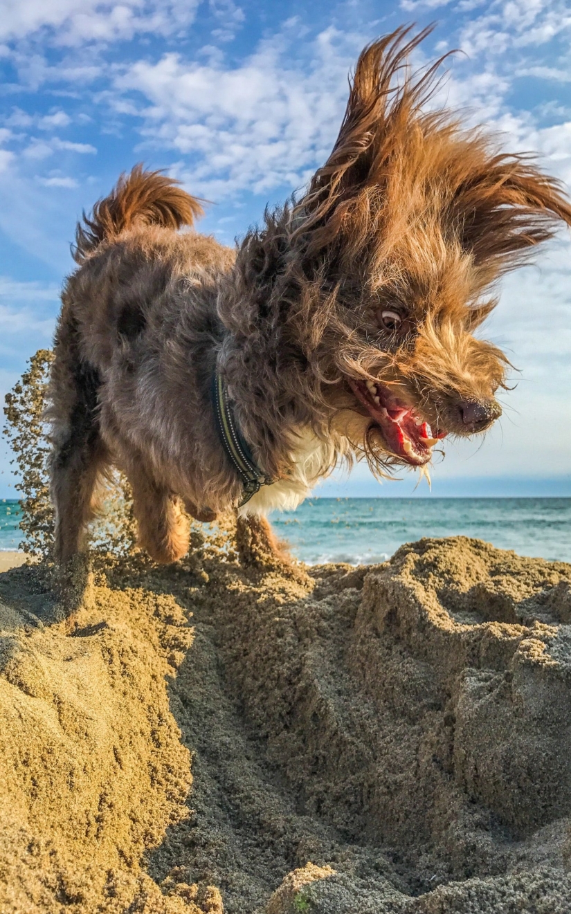 Cuando la sonrisa llega a la cola: finalistas del concurso de fotografía Comedy Pet Photography Awards