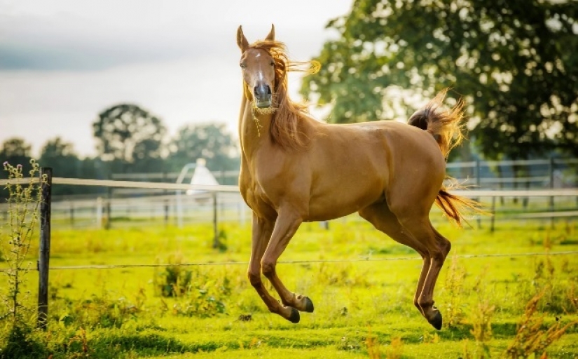 Cuando la sonrisa llega a la cola: finalistas del concurso de fotografía Comedy Pet Photography Awards