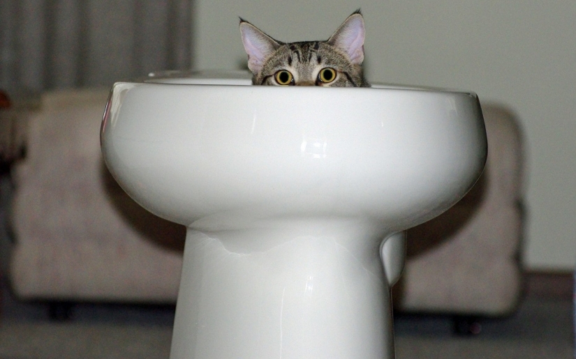 Cuando la sonrisa llega a la cola: finalistas del concurso de fotografía Comedy Pet Photography Awards