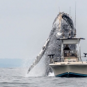 Cuando la suerte está del lado del fotógrafo
