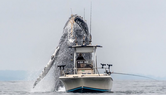 Cuando la suerte está del lado del fotógrafo