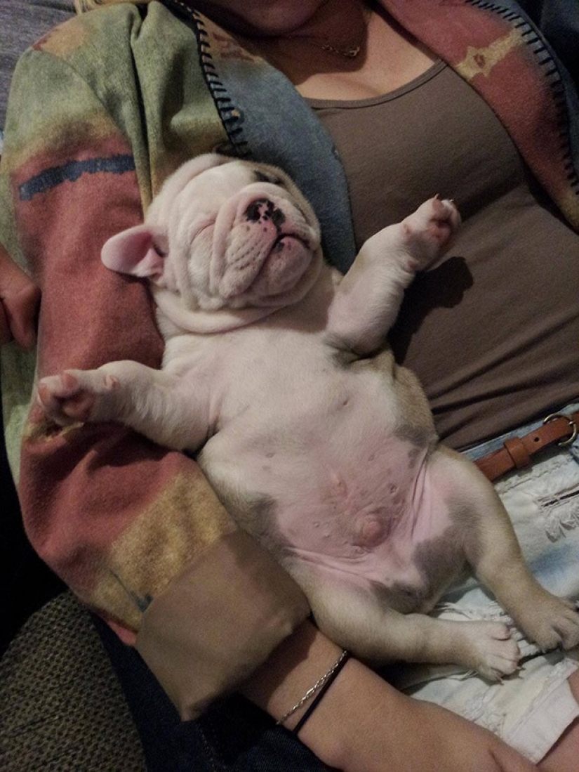 Cute bulldog puppies that will melt your heart Cute bulldog puppies that will melt your heart