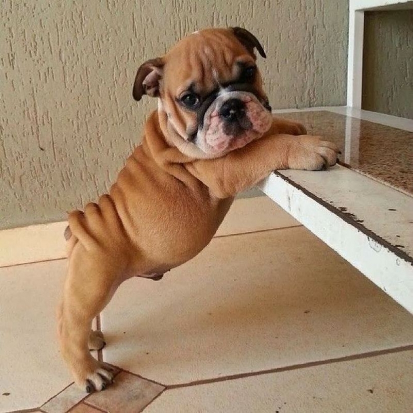 Cute bulldog puppies that will melt your heart Cute bulldog puppies that will melt your heart