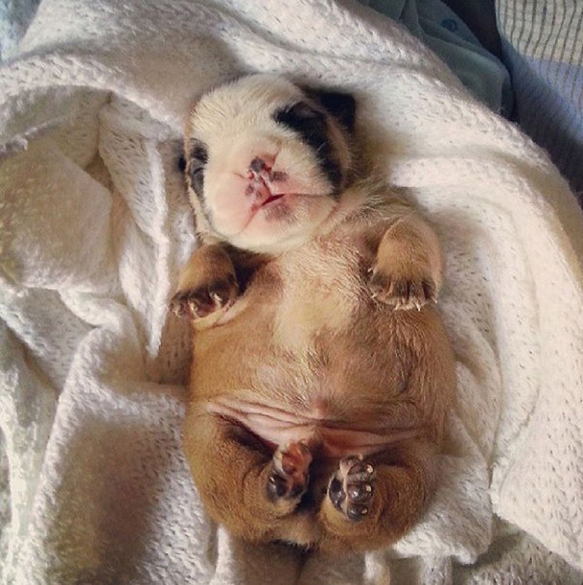 Cute bulldog puppies that will melt your heart Cute bulldog puppies that will melt your heart