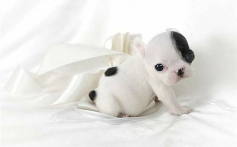 Cute bulldog puppies that will melt your heart Cute bulldog puppies that will melt your heart