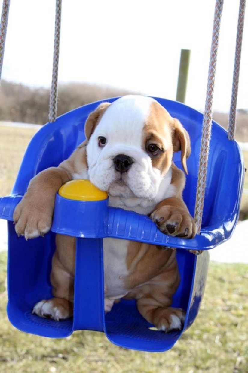 Cute bulldog puppies that will melt your heart Cute bulldog puppies that will melt your heart