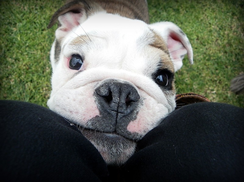Cute bulldog puppies that will melt your heart Cute bulldog puppies that will melt your heart