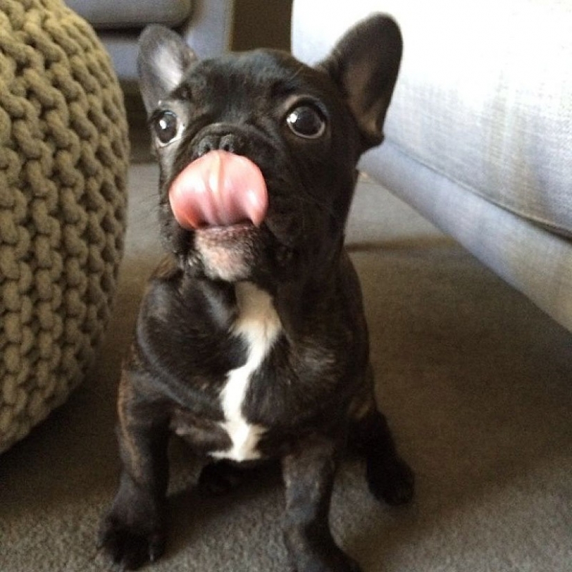 Cute bulldog puppies that will melt your heart Cute bulldog puppies that will melt your heart