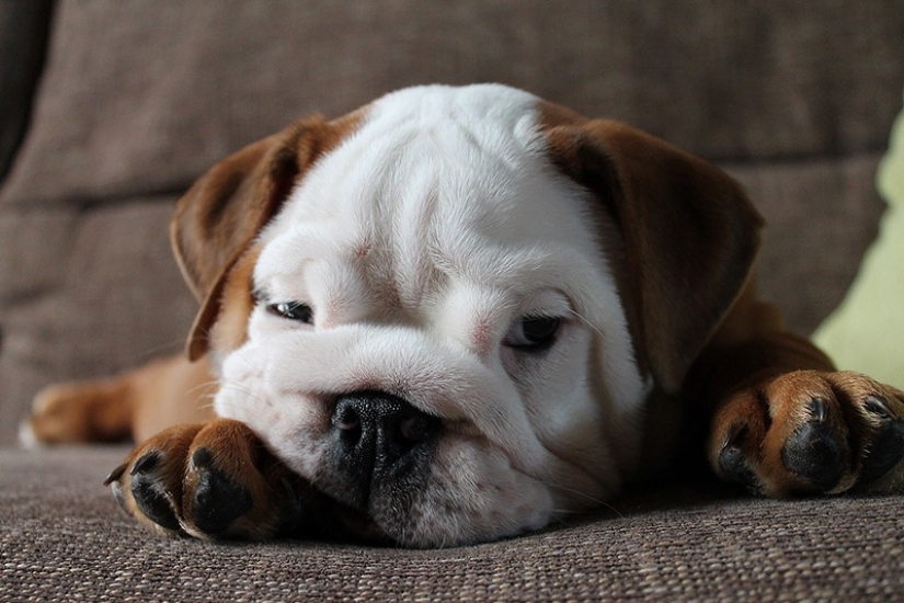 Cute bulldog puppies that will melt your heart Cute bulldog puppies that will melt your heart