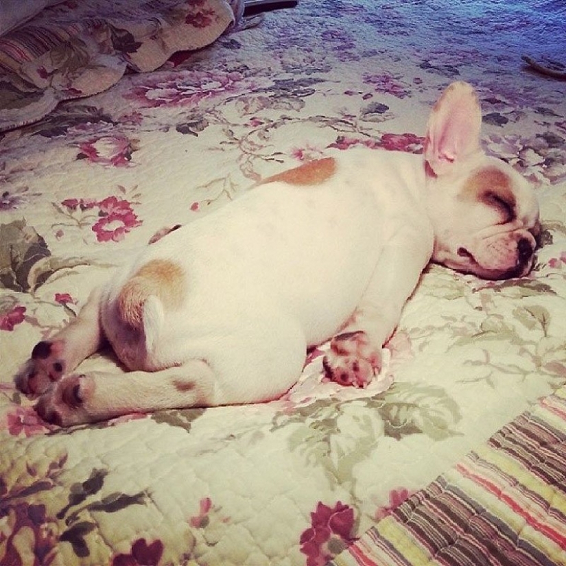 Cute bulldog puppies that will melt your heart Cute bulldog puppies that will melt your heart