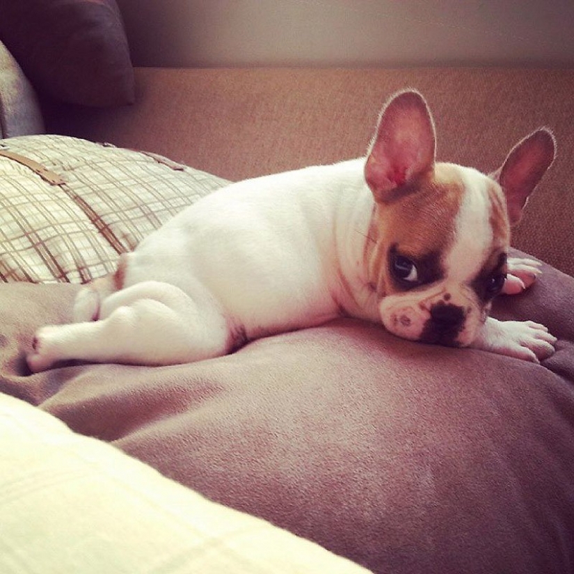 Cute bulldog puppies that will melt your heart Cute bulldog puppies that will melt your heart