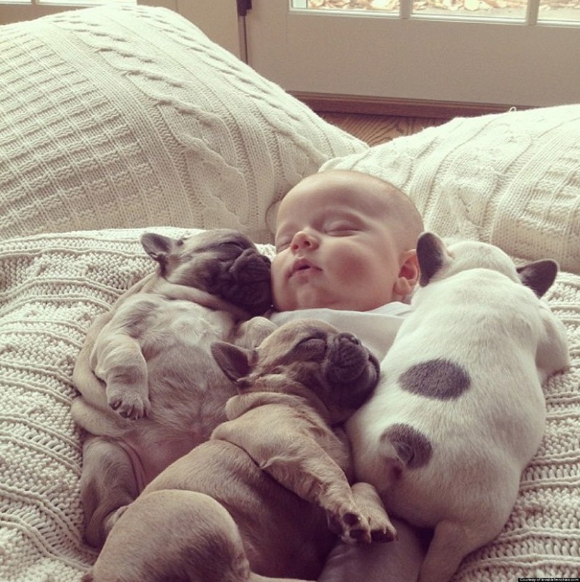 Cute bulldog puppies that will melt your heart Cute bulldog puppies that will melt your heart