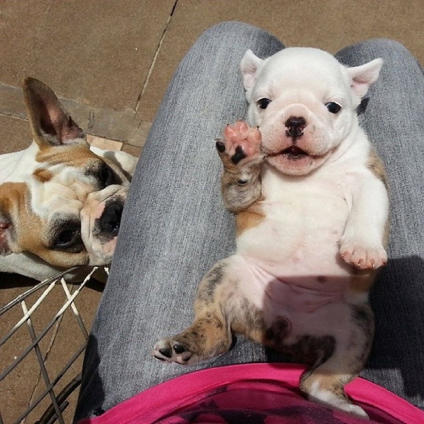 Cute bulldog puppies that will melt your heart Cute bulldog puppies that will melt your heart