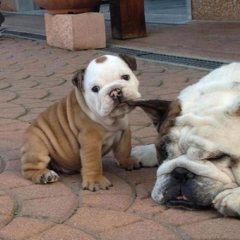 Cute bulldog puppies that will melt your heart Cute bulldog puppies that will melt your heart