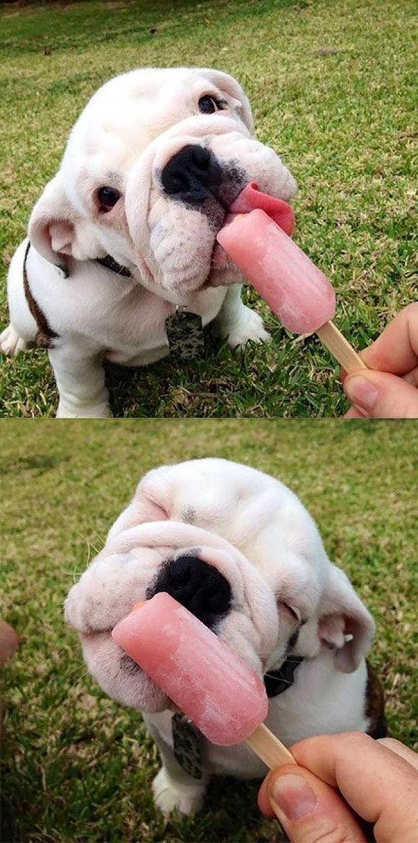 Cute bulldog puppies that will melt your heart Cute bulldog puppies that will melt your heart