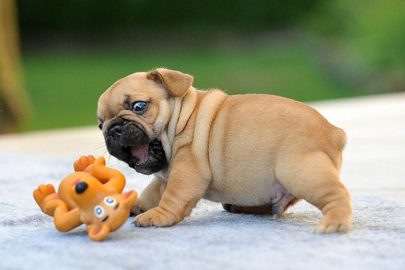 Cute bulldog puppies that will melt your heart Cute bulldog puppies that will melt your heart