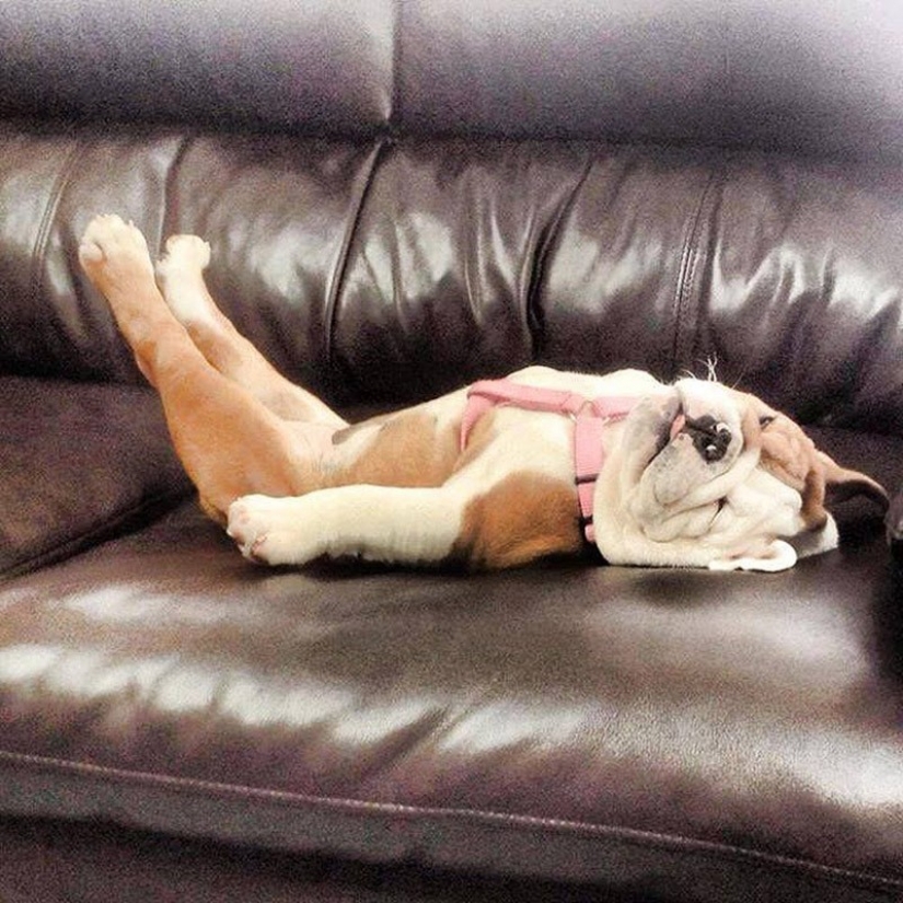 Cute bulldog puppies that will melt your heart Cute bulldog puppies that will melt your heart