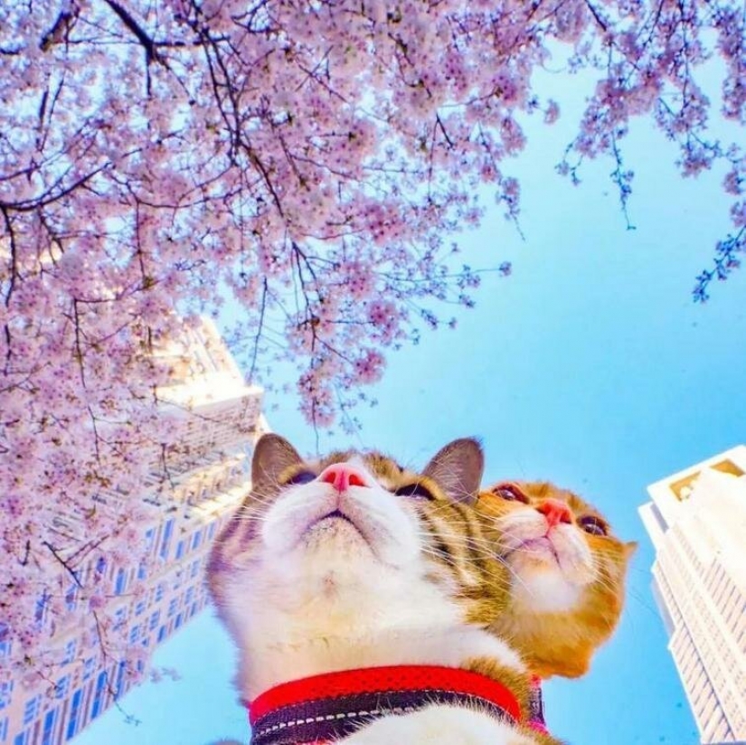 Daikichi and Fuku-Chan are cats that travel with their owner