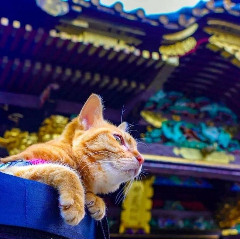 Daikichi and Fuku-Chan are cats that travel with their owner