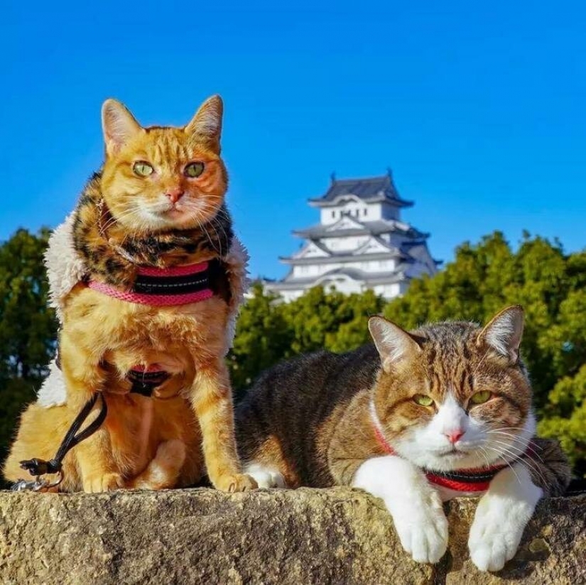 Daikichi and Fuku-Chan are cats that travel with their owner