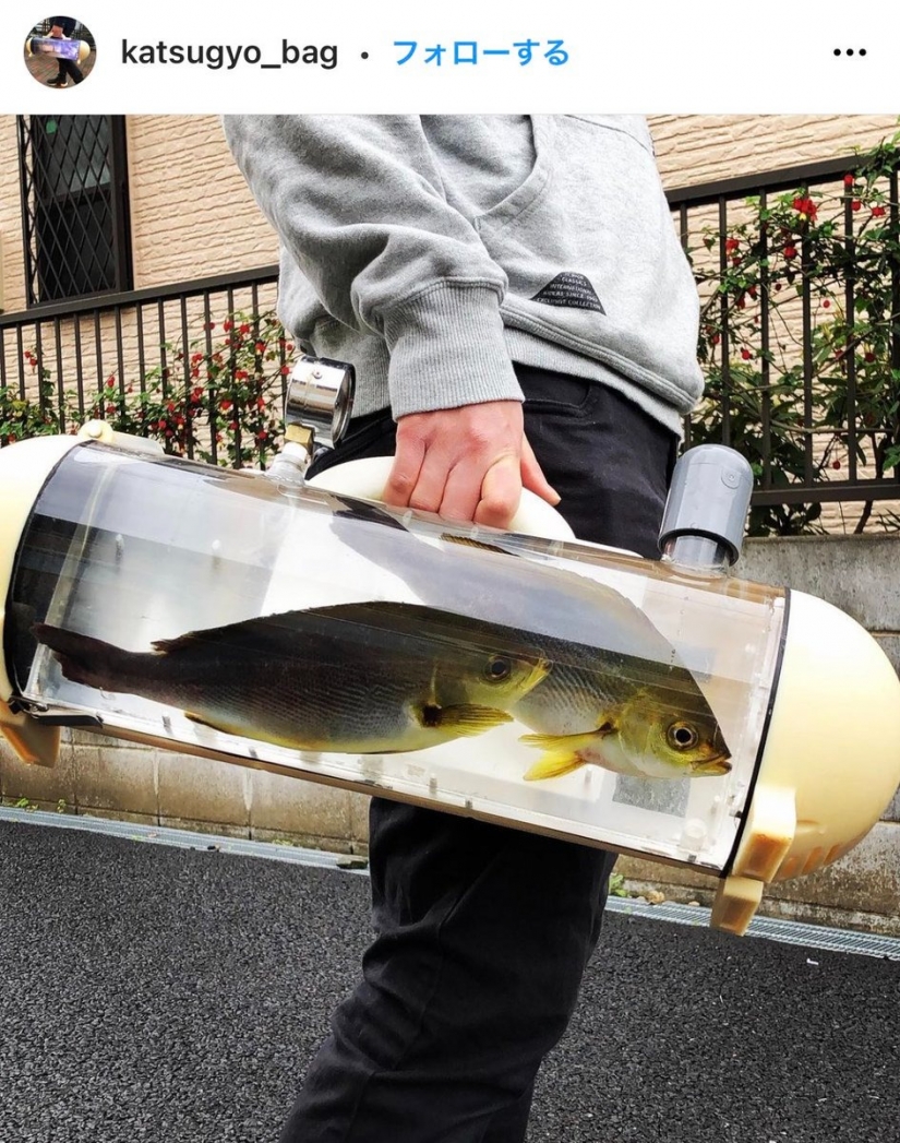 Dar un paseo, peces, grandes y pequeños! Japón ha creado una bolsa transparente para peces vivos