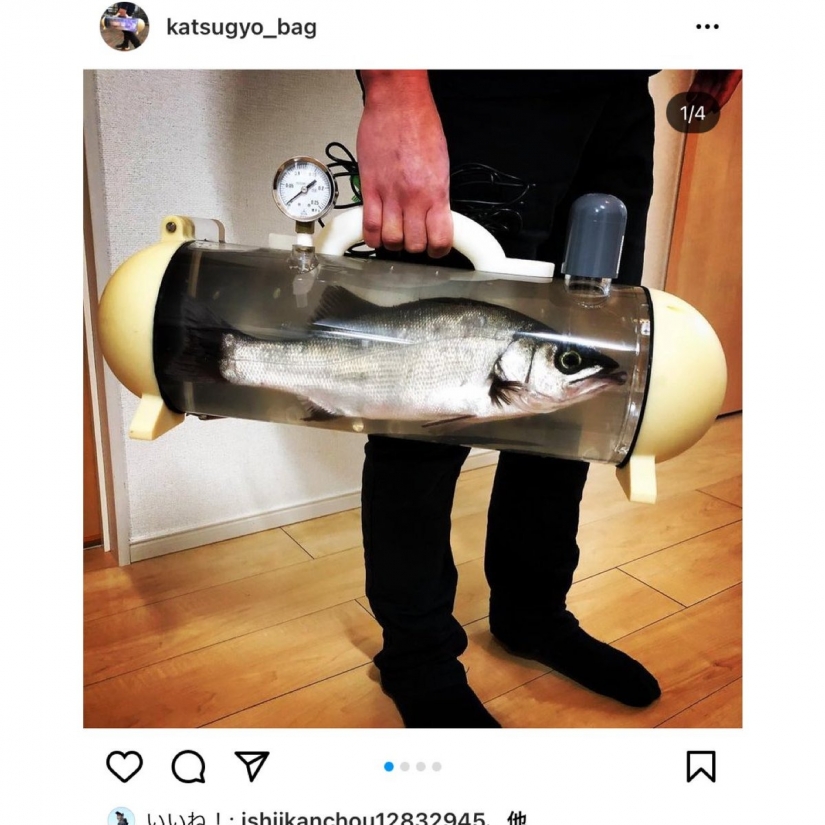 Dar un paseo, peces, grandes y pequeños! Japón ha creado una bolsa transparente para peces vivos