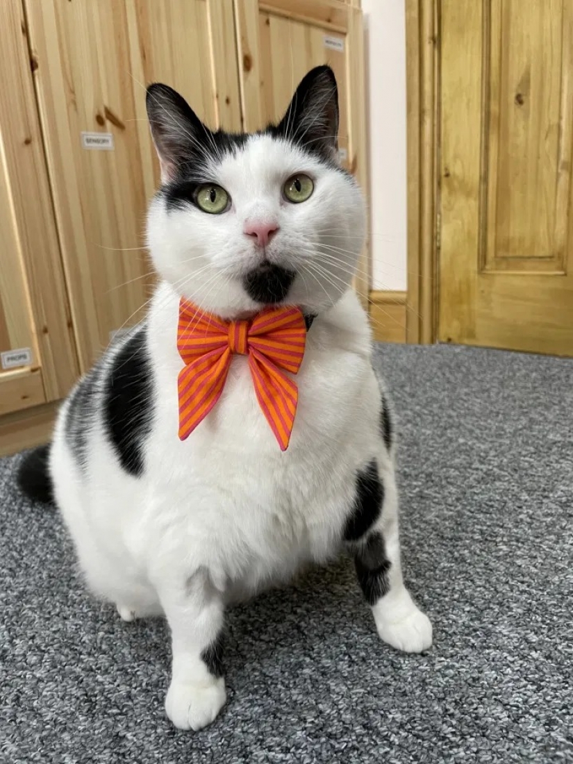 Debe haber un montón de un buen gato: un hombre gordo y esponjoso toca, pero come en exceso Debe haber un montón de un buen gato: un hombre gordo y esponjoso toca, pero come en exceso