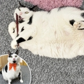 Debe haber un montón de un buen gato: un hombre gordo y esponjoso toca, pero come en exceso