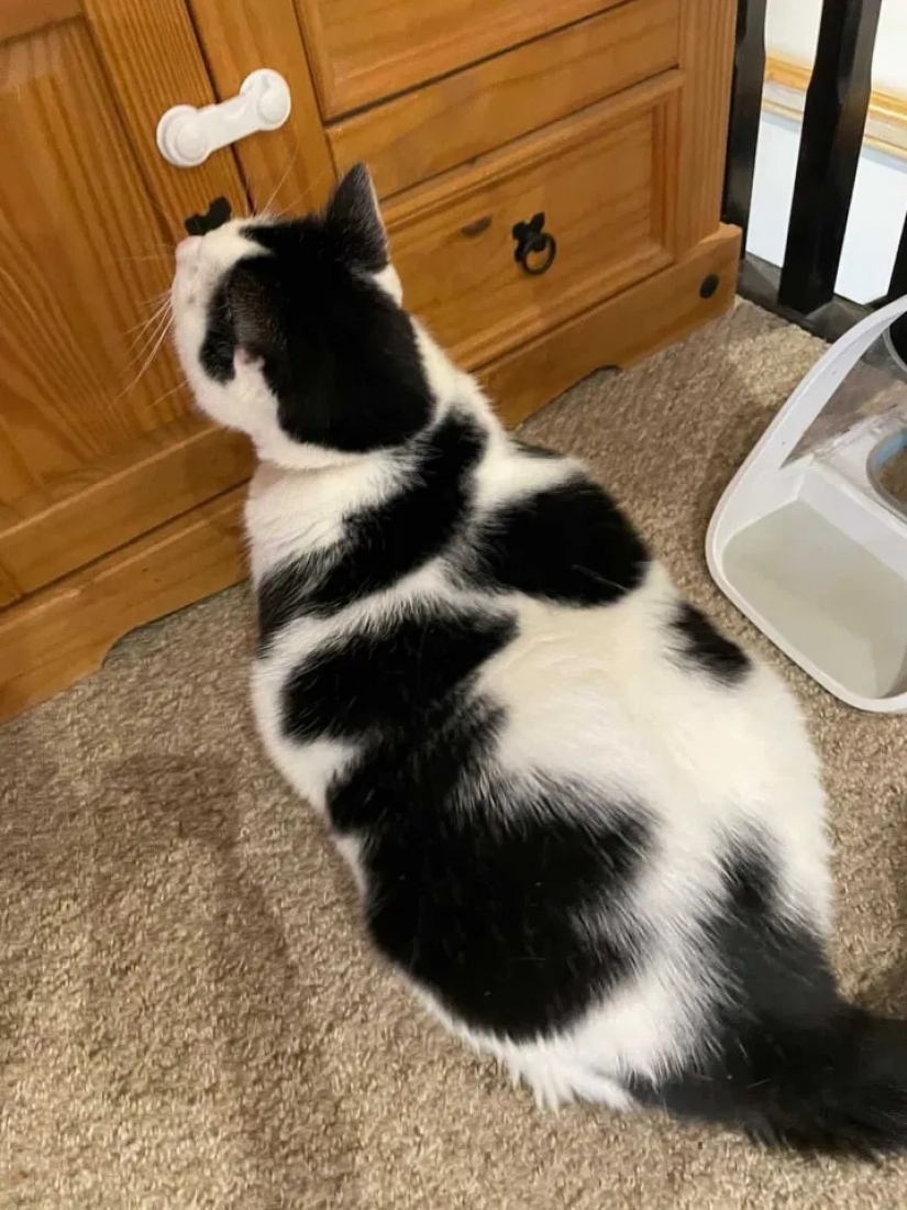 Debe haber un montón de un buen gato: un hombre gordo y esponjoso toca, pero come en exceso Debe haber un montón de un buen gato: un hombre gordo y esponjoso toca, pero come en exceso