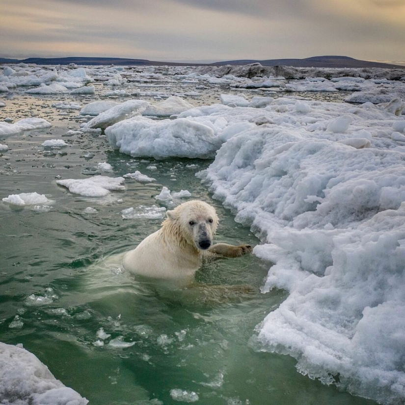 Desperate photographer took polar bears, keepers of an abandoned polar station