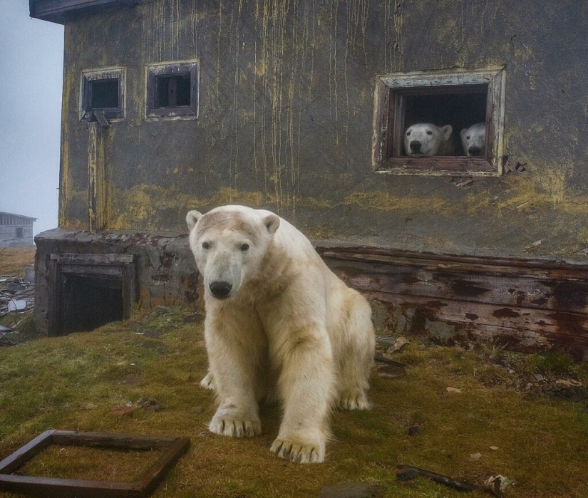 Desperate photographer took polar bears, keepers of an abandoned polar station