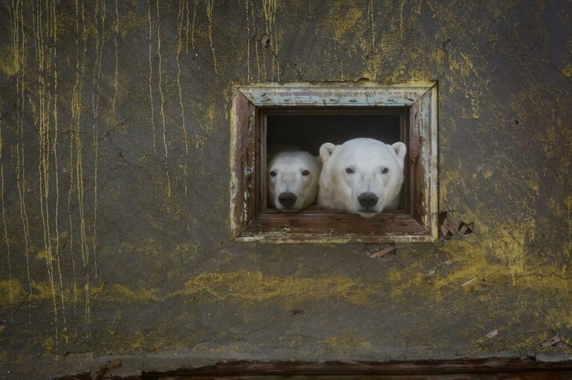 Desperate photographer took polar bears, keepers of an abandoned polar station